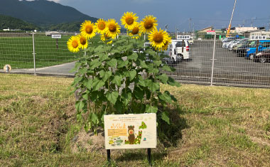 福島ひまわり里親プロジェクトへの参加